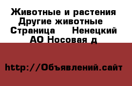 Животные и растения Другие животные - Страница 2 . Ненецкий АО,Носовая д.